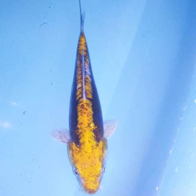 Kumon 20cm