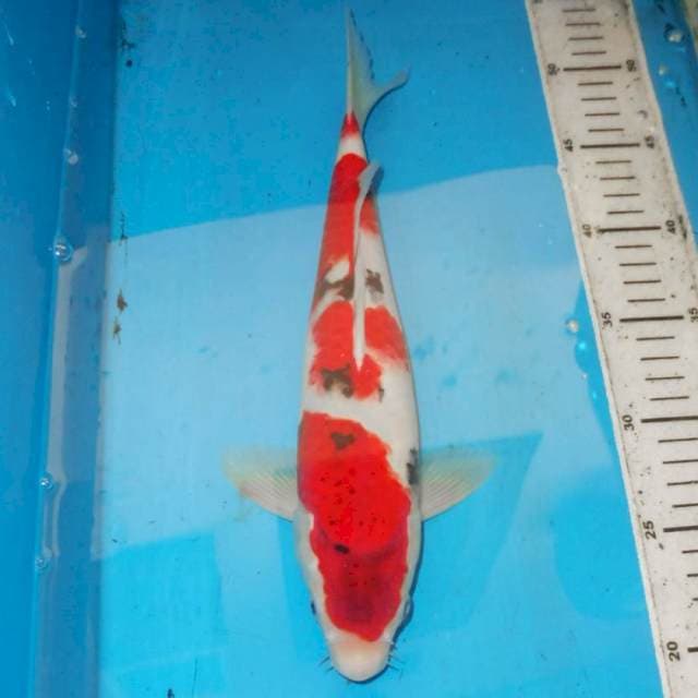 32cm KOROMO SANKE