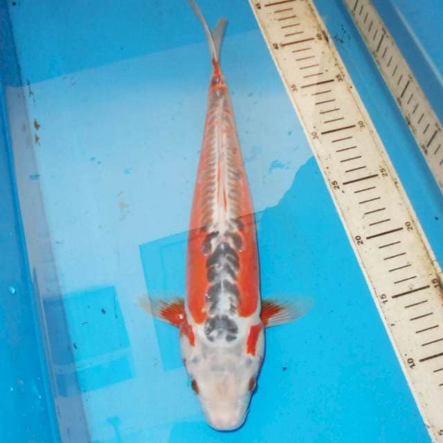 36cm HANA SHUSUI