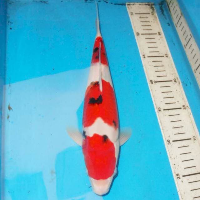 31cm SANKE
