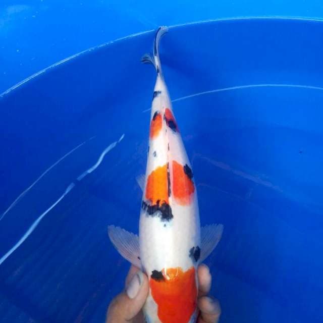 sanke 30 cm