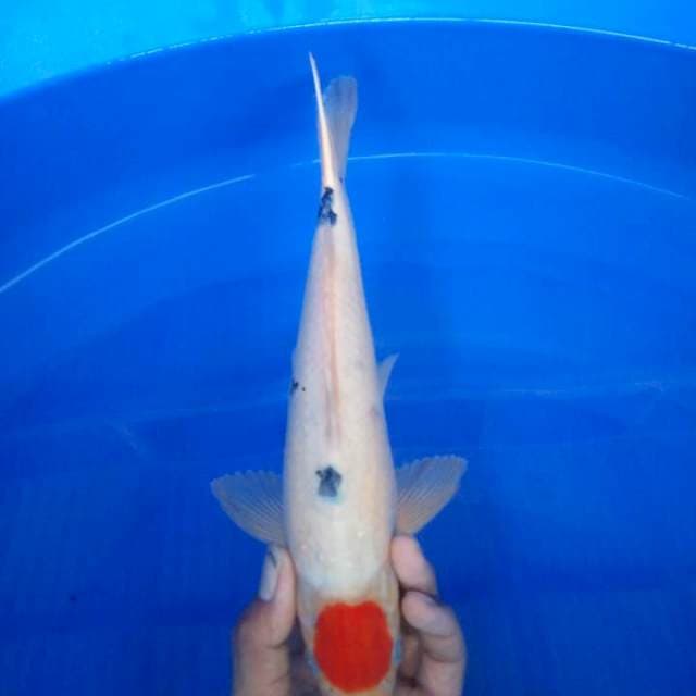 tanco sanke 27 cm
