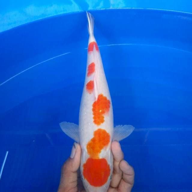 kohaku 31 cm