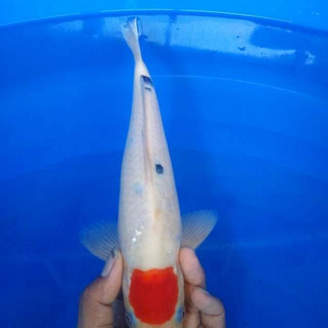 tanco sanke 27 cm