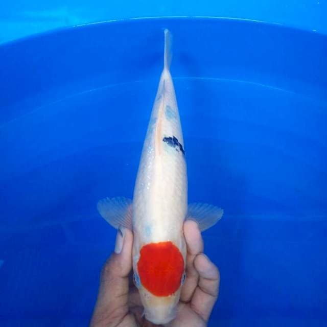 tanco sanke 28 cm