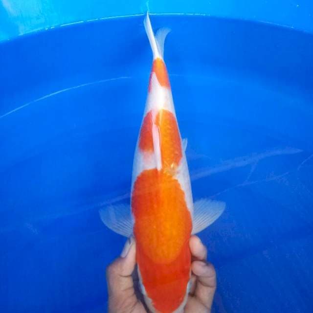 kohaku 33 cm