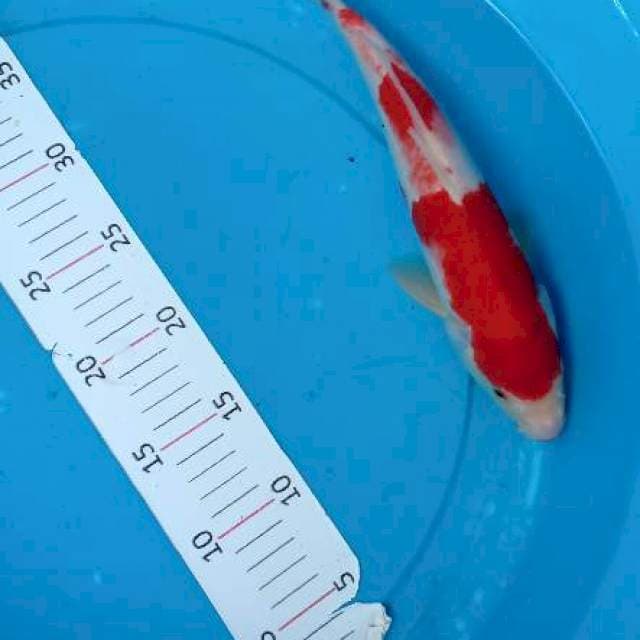 Kohaku original