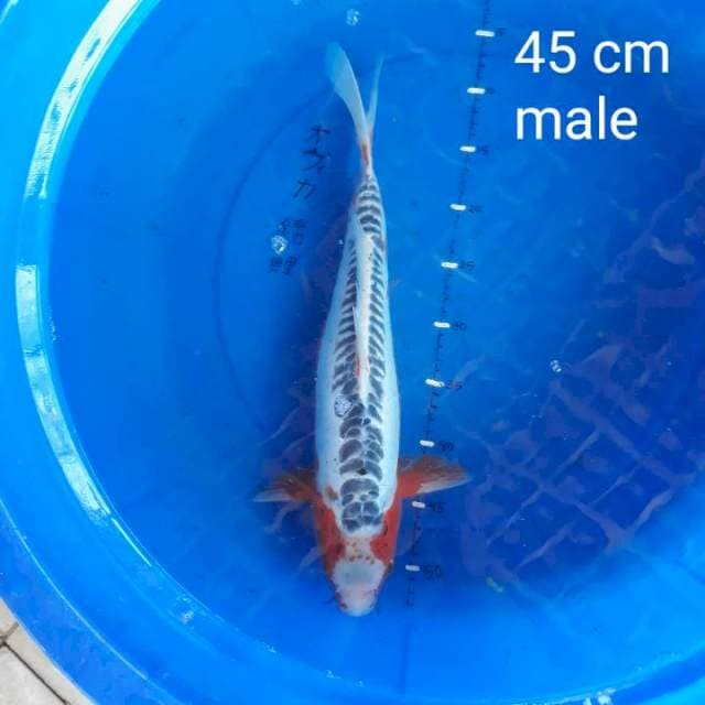 Shusui 45 cm