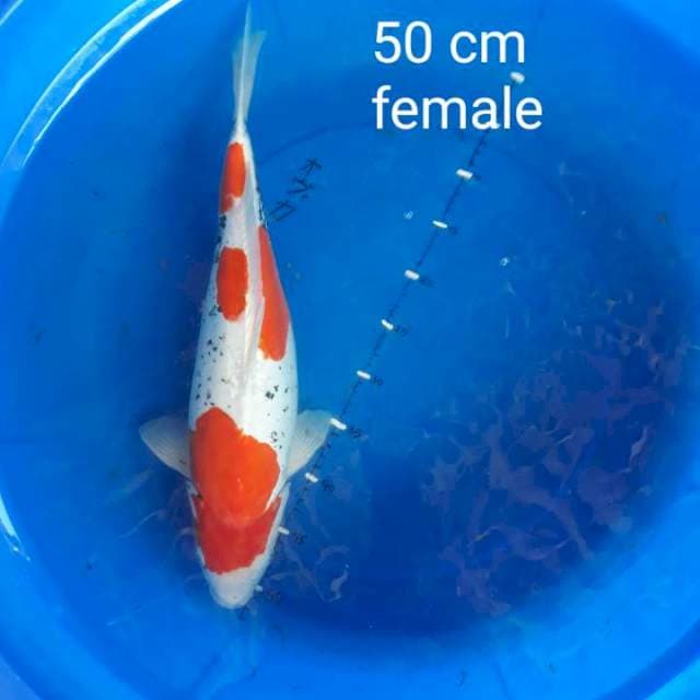 Beni kumon 50 cm