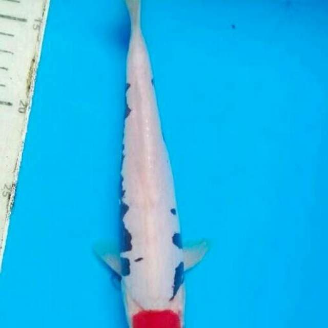Tancho beni kumon 25 cm