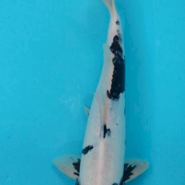 2 shiro 41 cm