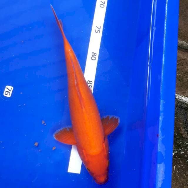 Akahajiro 28 cm