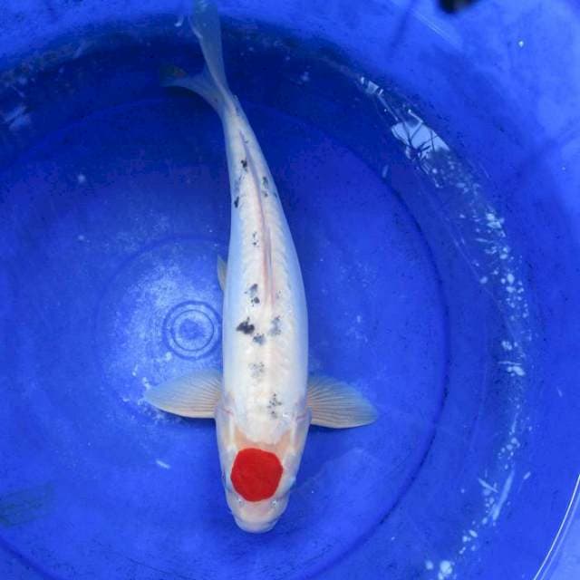 Tancho doitsu male ±45bu ori merah