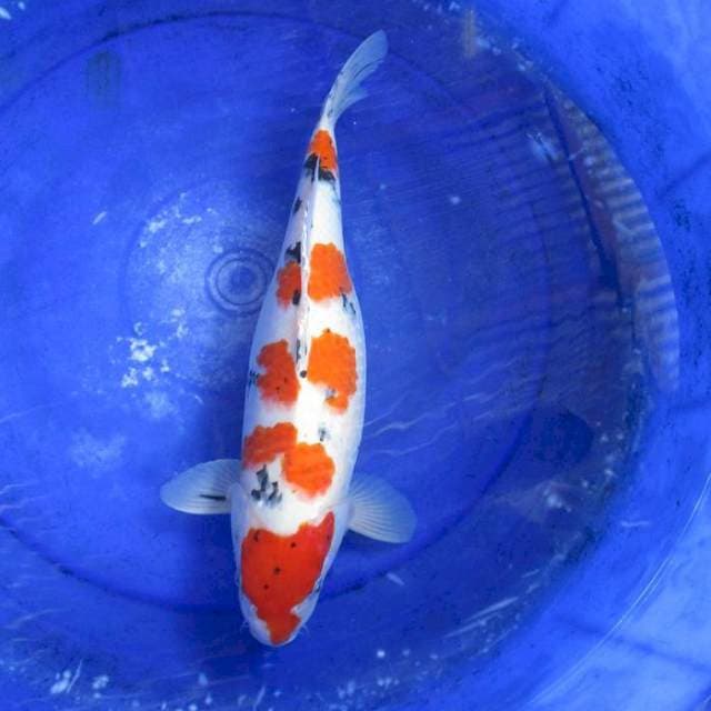 Sanke sansoku ±40bu