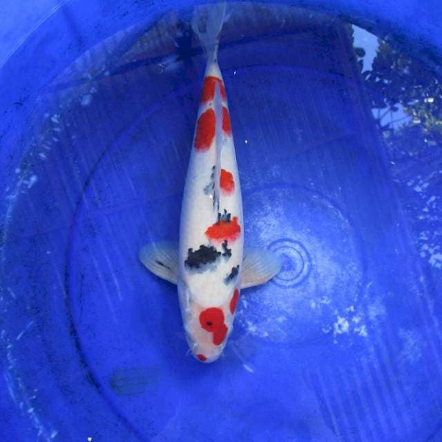 Sanke sansoku male ±35cm body josss