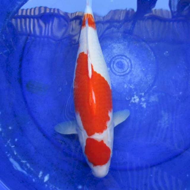 Kohaku merah strong ±45bu