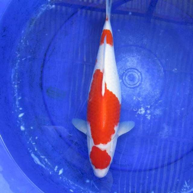 Kohaku merah strong ±45bu