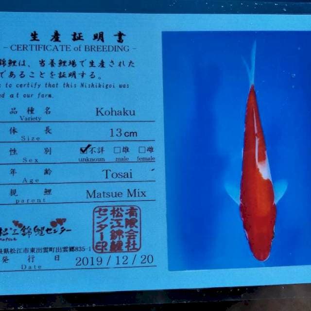 Kohaku import Matsue