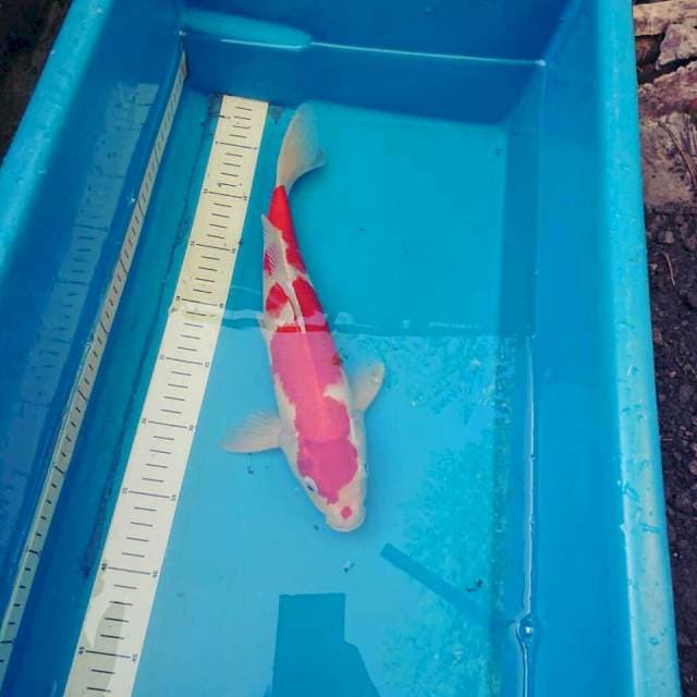 Kohaku Dragonsari