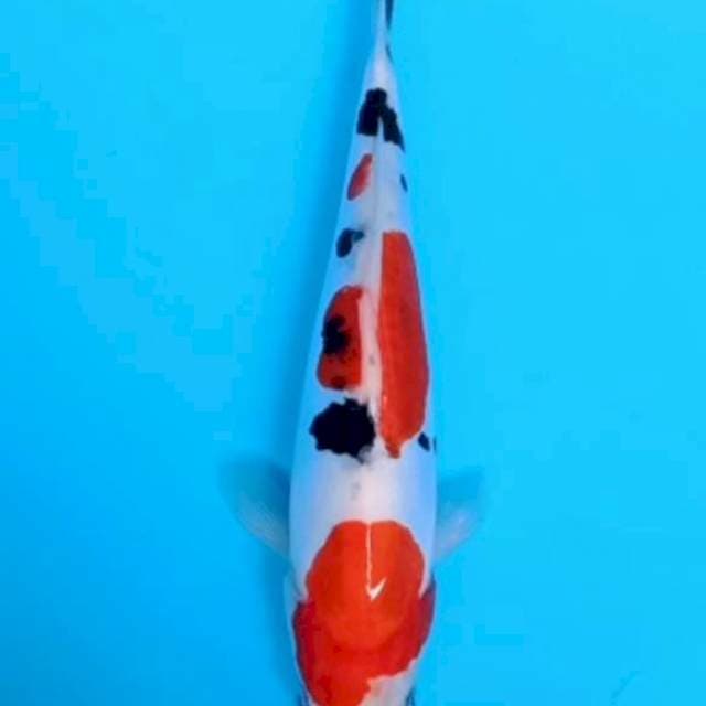 Sanke manis doit 22 cm