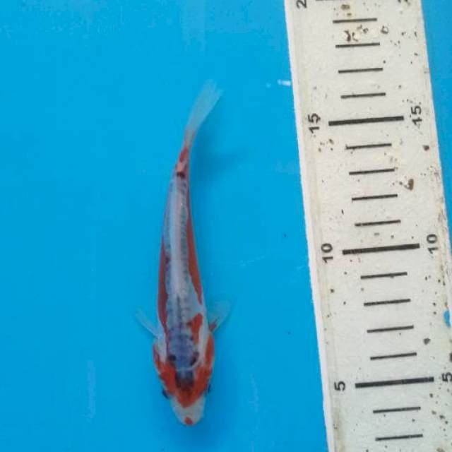 Shusui f1 konishi
