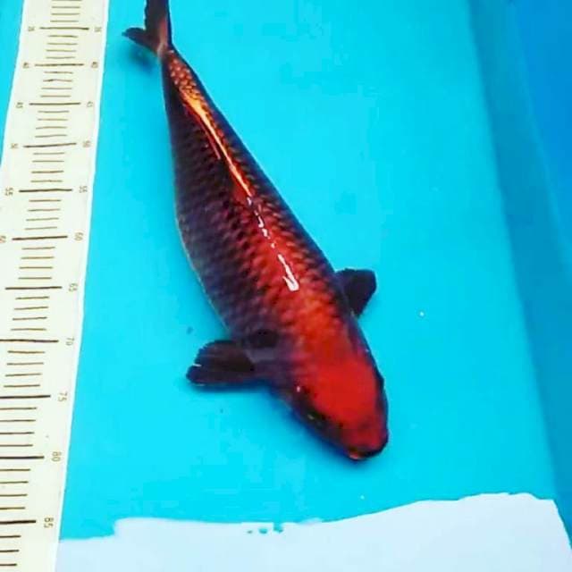 Muda calon Bulky 55