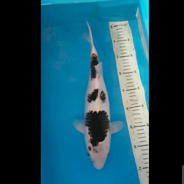 Budho Goromo 36 cm