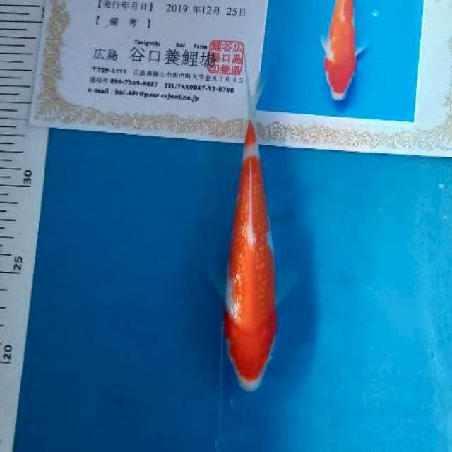 Ginrin kohaku new tosai taniguchi