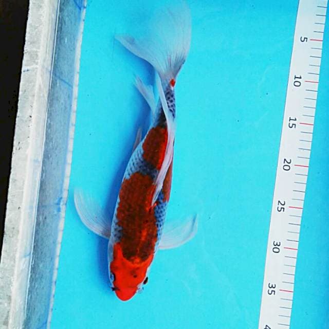 Slayer goshiki 35cm