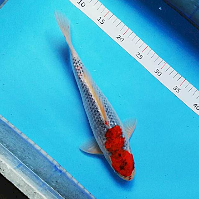 Goshiki ginrin 32cm