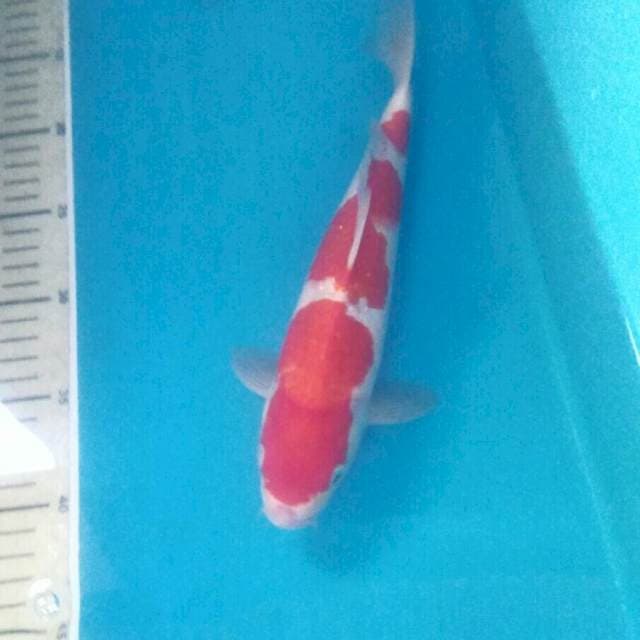 Kohaku, male 27 cm