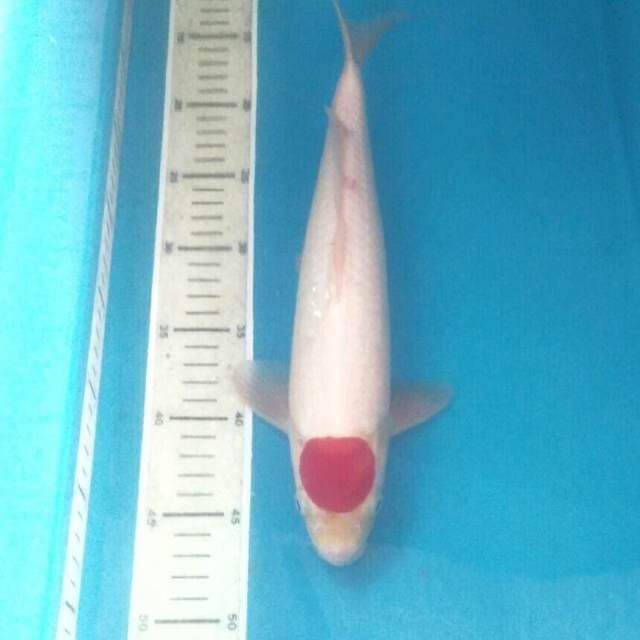 Tancho Kohaku, male 34 cm