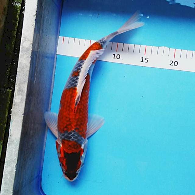 Goshiki josss 31cm