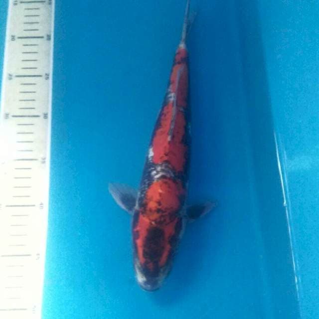 Kikokuryu, male 33 cm