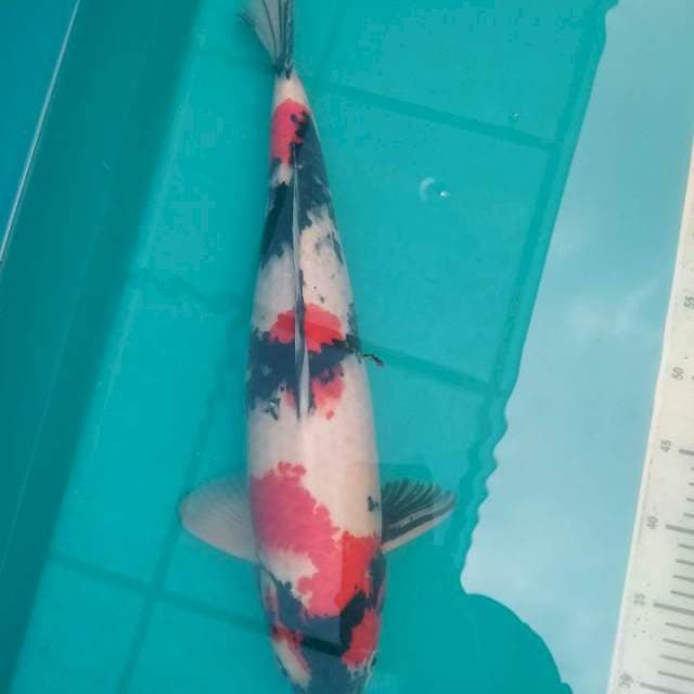 Showa Jantan, 49 cm