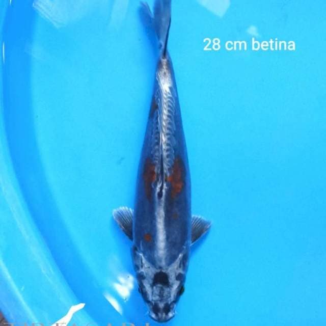Kikokuryu 28 cm