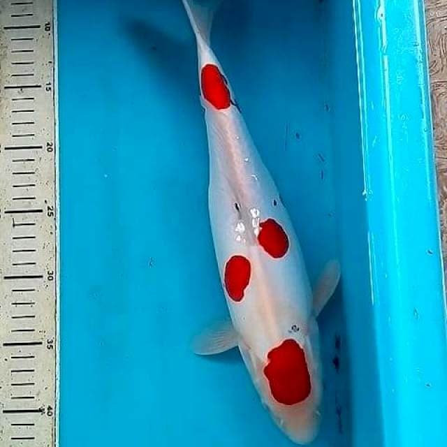 37cm VOLLKADOT