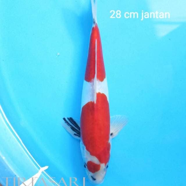 Showa Doitsu 28 cm