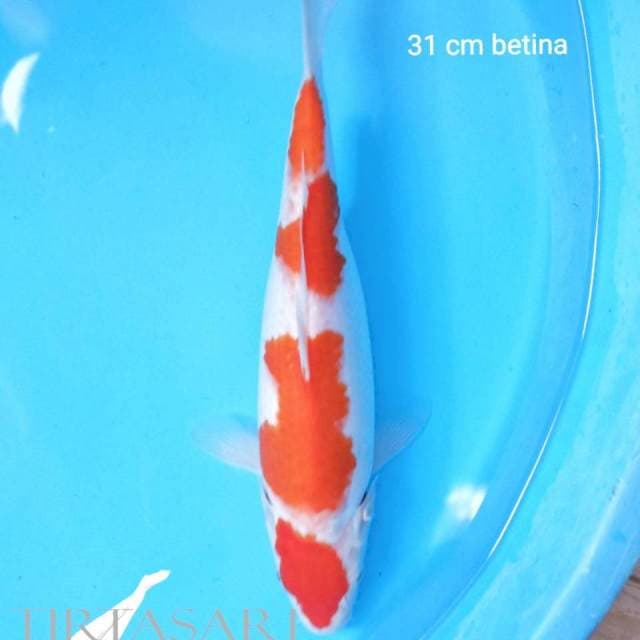 Kohaku maruten 31 cm