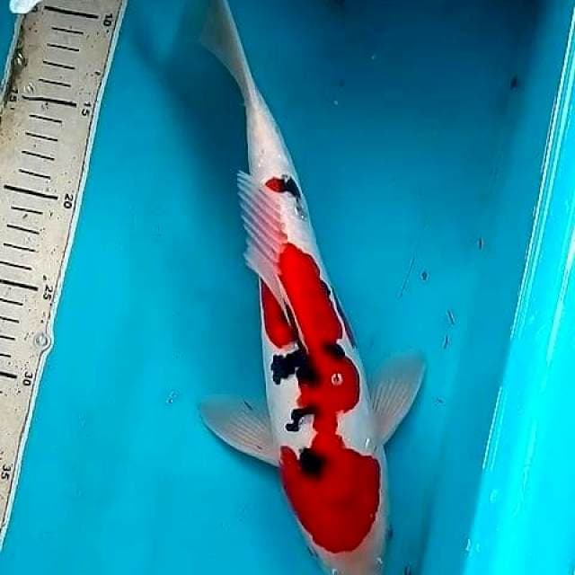 35cm DOITSU SANKE
