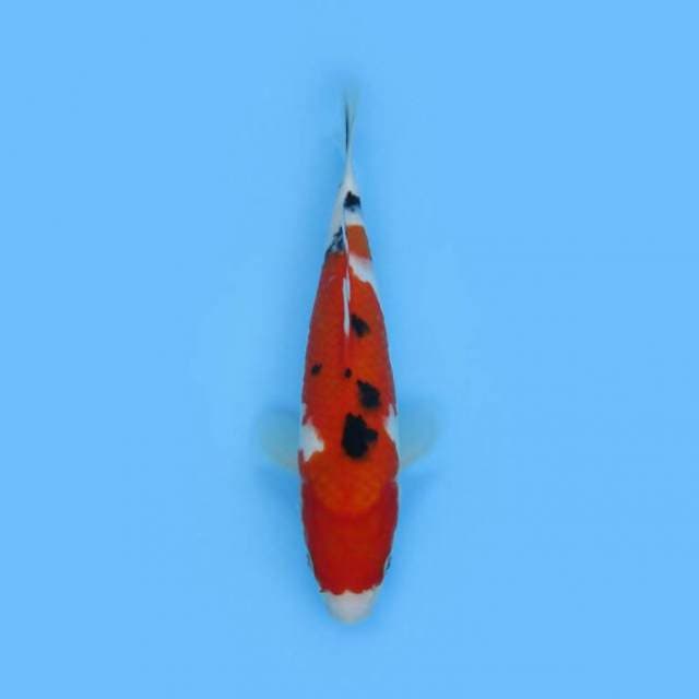 BKS ( SANKE 29 CM )