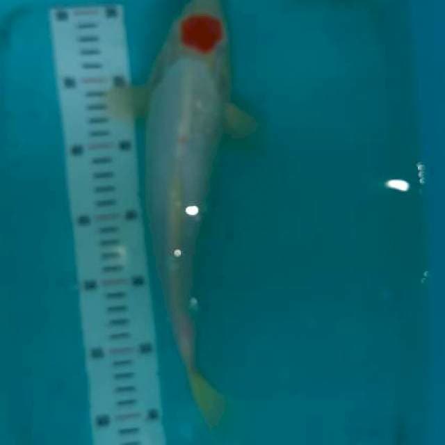 kohaku . bocor sedikit