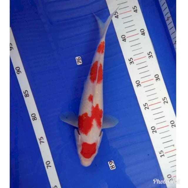 Kohaku ori