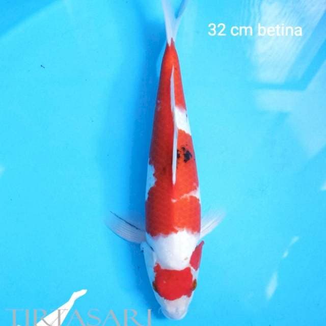 Maruten Sanke Tategoi 32 cm