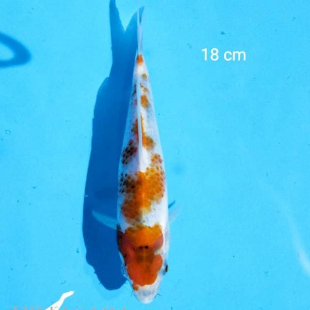 Showa Tategoi 18 cm