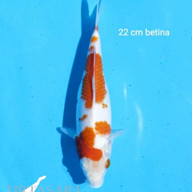 Kohaku 22 cm