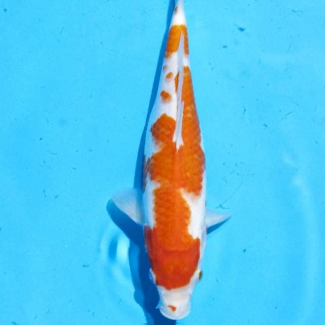 Kohaku 28 cm Betina