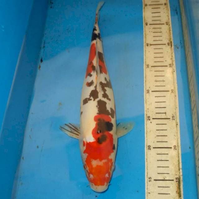 35CM SANKE TOPENG NINJA