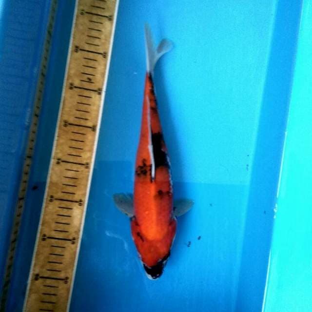Showa merona merona 33cm