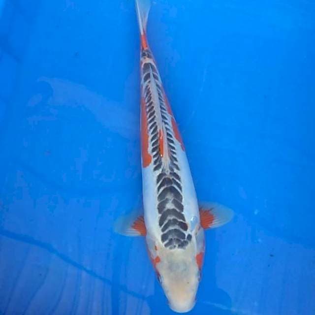 Shusui F1 33cm
